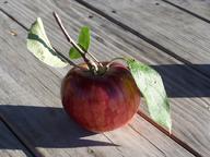 Apples