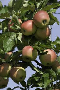 Apples