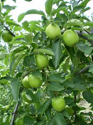 Apples