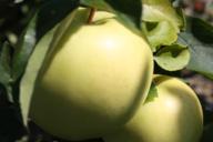 Apples