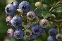 Blueberries