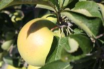 Sweet Berry Farm Apple