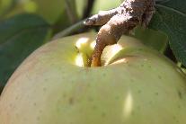 Sweet Berry Farm Apple