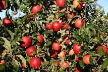 Sweet Berry Farm Apples