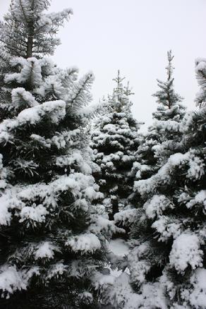 Snow Trees-Photo by Clare Rok