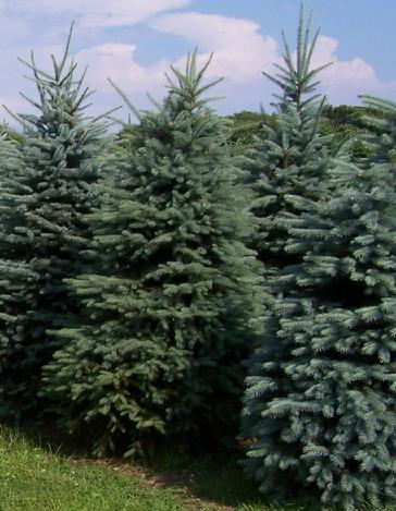 Christmas trees